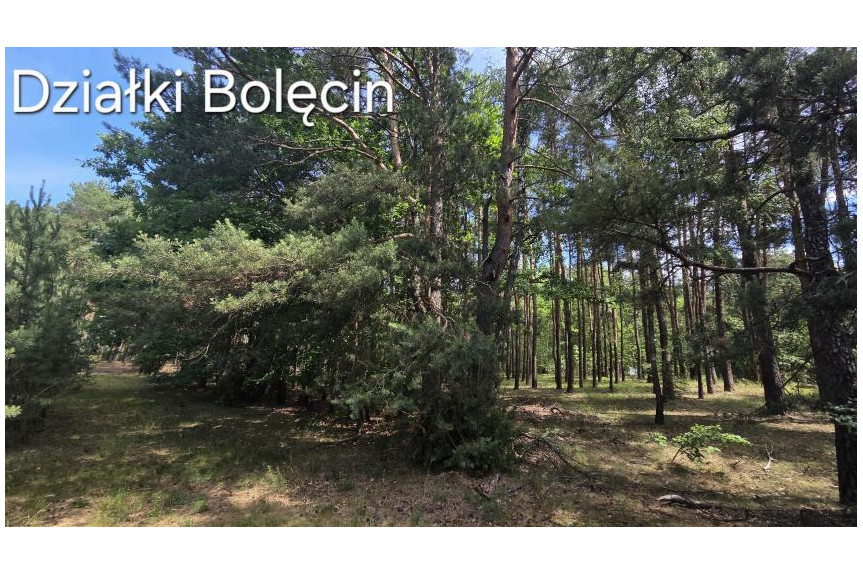 płoński, Sochocin, Bolęcin, Działki leśne w Bolęcinie, gm. Sochocin &ndash; 700 m&sup2;